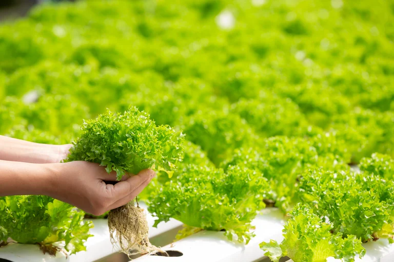 How To Start A Hydroponic Garden At Home A Beginner’s Guide How To Start A Hydroponic Garden At Home A Beginner’s Guide