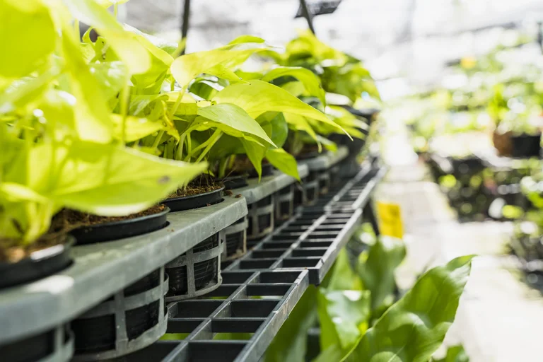 How To Start A Hydroponic Garden At Home A Beginner's Guide