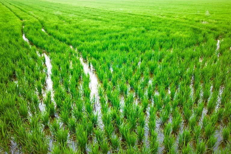 Rice Plants Can Help Reduce Methane Emissions Naturally