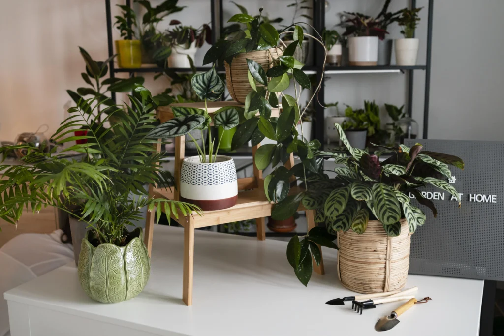 How Good Air Circulation Benefits Your Indoor Plants: