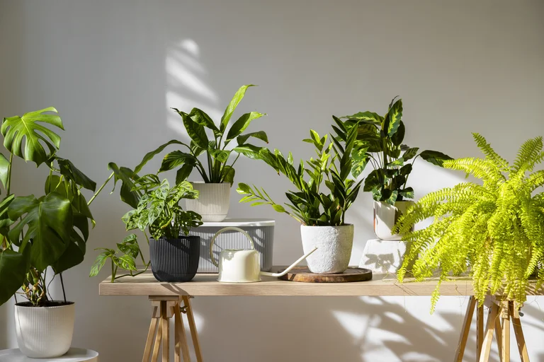 Why Air Circulation Important For Healthy Indoor Plants