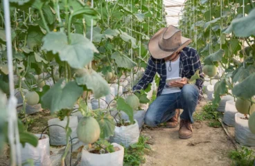 Urban Farming A Growing Trend In Malmo And Beyond