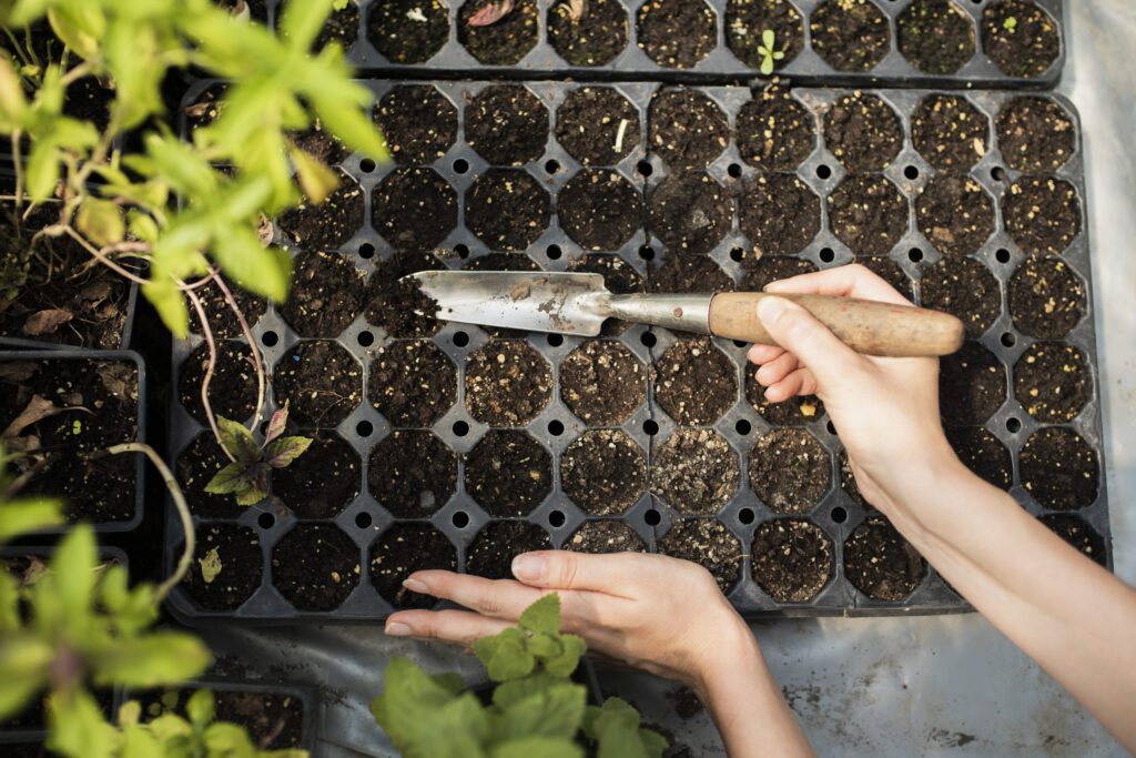 What Are The Methods Of Natural Propagation In Plants? What Are The Methods Of Natural Propagation In Plants?