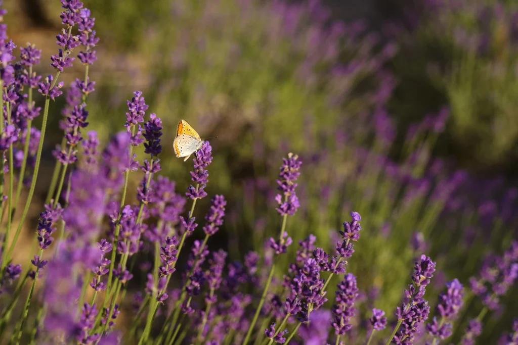 Low-Water Plant Lavender