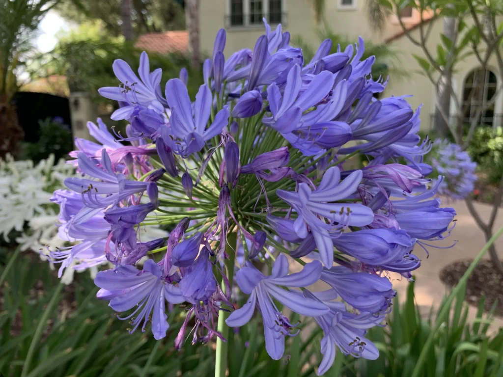Agapanthus