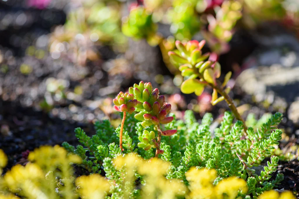 Low-Water Plants: Sedum