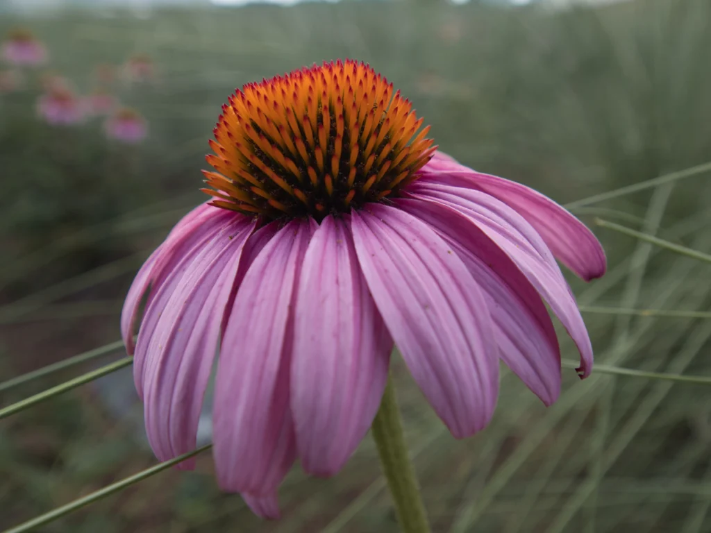 Coneflower (Echinacea)