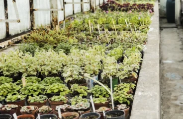 Native Plants And Nativars Best for Low-Maintenance Gardens