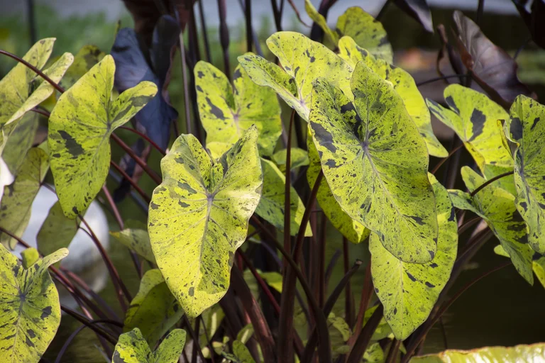 10 Common Plant Diseases and How to Treat Them