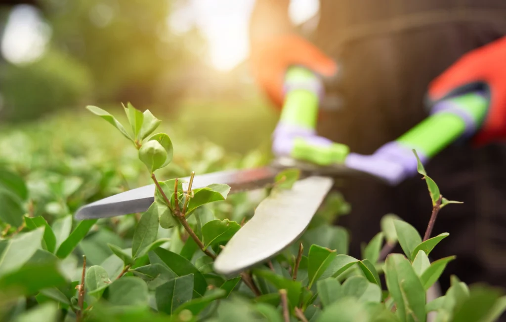 Prune Plants And Shrubs Without Harming 6 Easy Tips
