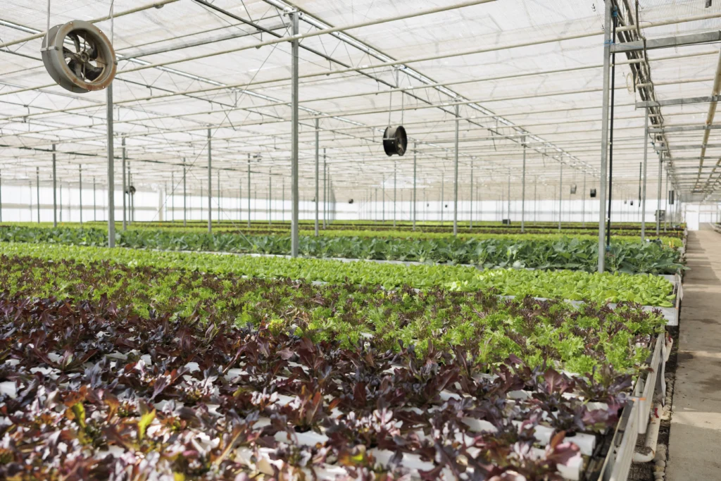 Why Aquaponics Farming Is Gaining Popularity in 2025–26