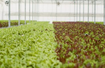 Aquaponics Farming A Sustainable Food Growing Trend 2025–26