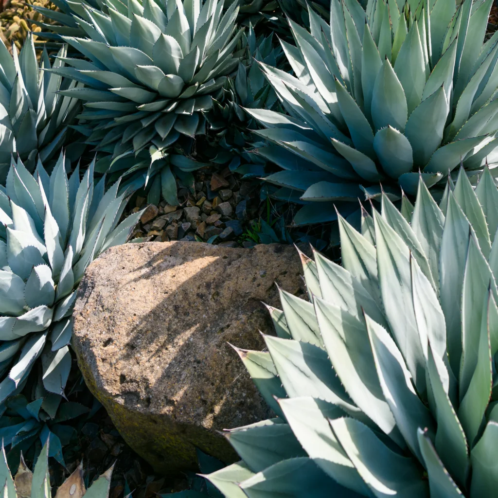 Agave Green balcony filled with plants that tolerate high temperatures