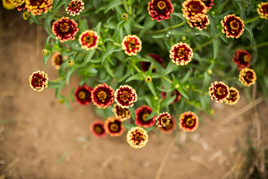 Gaillardia plants Balcony plants that survive extreme heat and summer sun