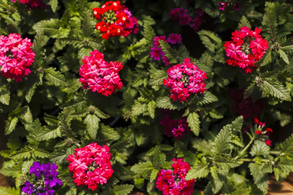 Lantana Plant A Low-maintenance, heat-tolerant plants for balcony gardening
