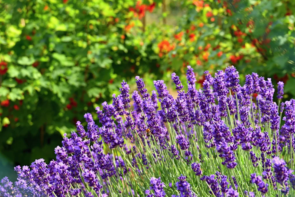 Lavender: A low-maintenance, heat-tolerant plants for balcony gardening