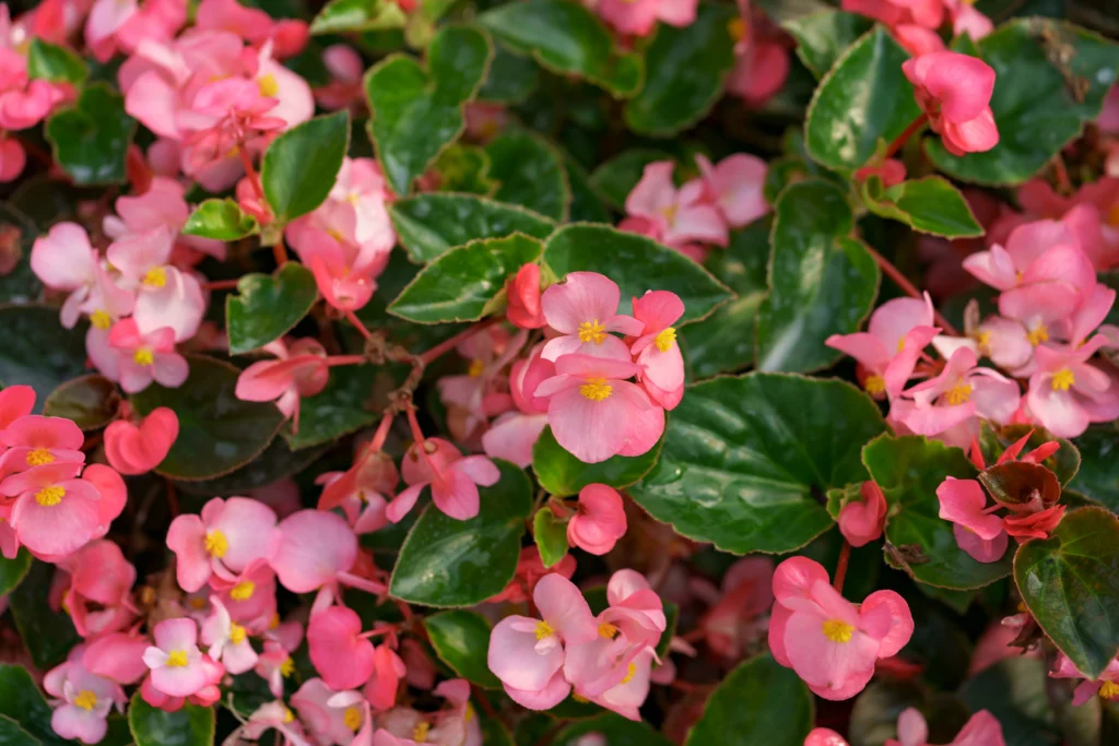 This Portulaca is one of the best heat-tolerant balcony plants for small sunny spaces