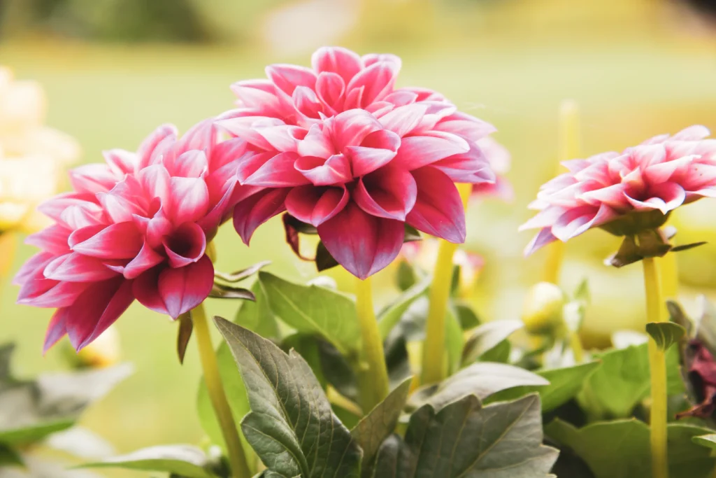 Zinnia Plant A Heat-tolerant flowering plants on a sunny balcony