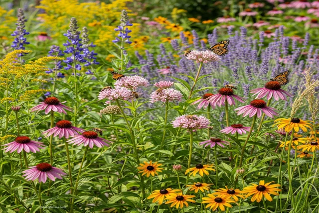 Native Plants for Bees & Butterflies