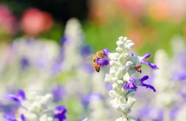 Pollinator Friendly Garden