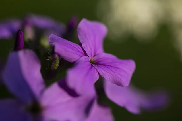 Edible flowers for shadeed areas