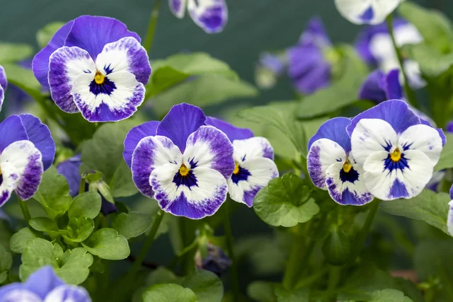 Purple and white edible Violas (Pansies) blooming in a shaded garden bed