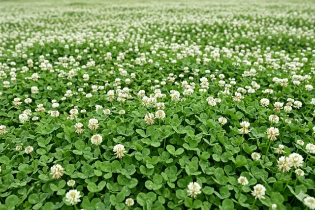 lush green clover lawn in a modern backyard