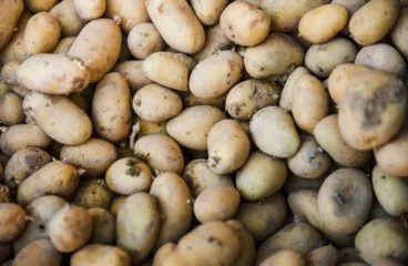 Europe’s Potato Shortage Explained